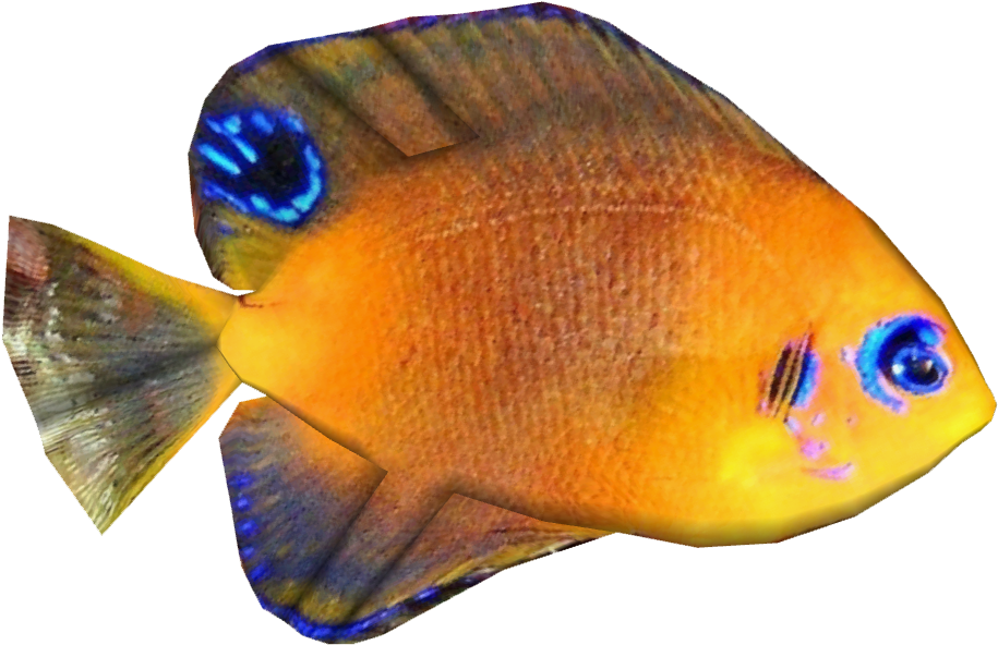 Hotumata's Angelfish - Hotumatua (914x914), Png Download