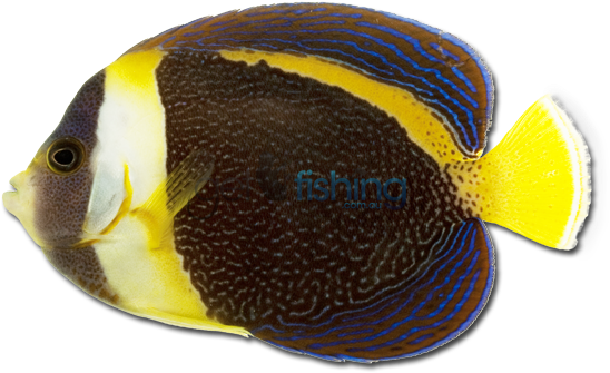 Angel Fish Png - Scribbled Angelfish (648x350), Png Download