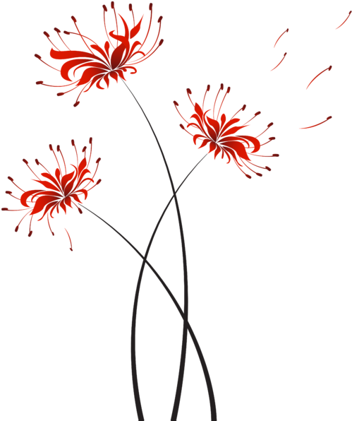 Flower Higanbana Miroslava Hlavacova Transparent - Background Higanbana (600x686), Png Download