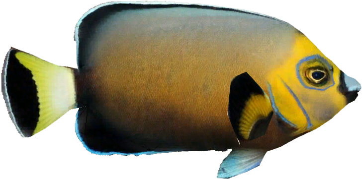 Conspicuous Angelfish - Coral Reef Fish (727x727), Png Download