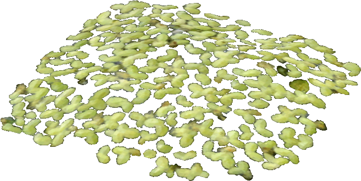 Duckweed Food - Maidenhair Tree (726x726), Png Download