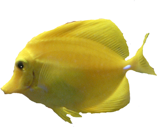 Underwater Fish Png Download - Sunwave Mini Boat Tours Ltd. (1024x654), Png Download