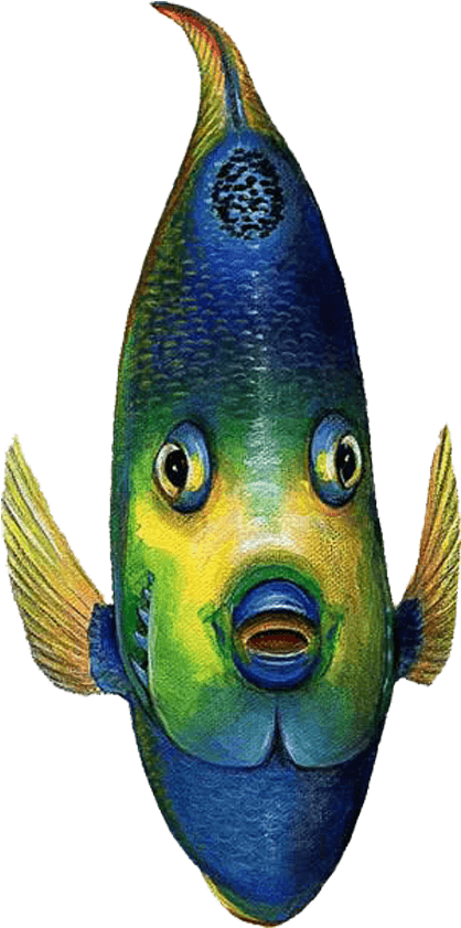 Queen Angelfish Front View Sea Life Wall Decal Sticker - Queen Angelfish Front Wall Decal, Pink, Home Decor (1024x1024), Png Download