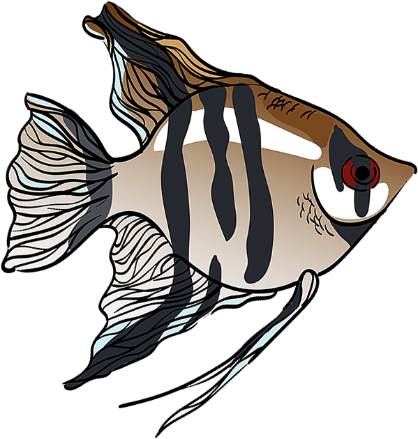 Angelfishes - Angelfish (940x788), Png Download