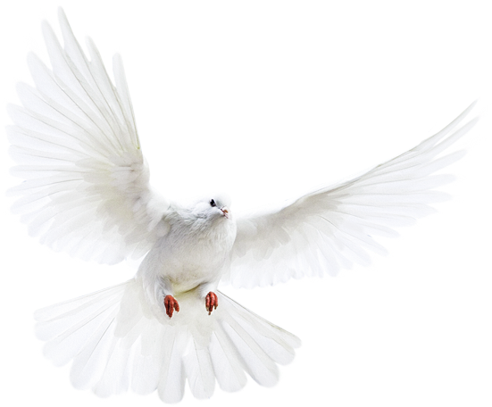 Dove - White Dove Transparent Background (563x483), Png Download