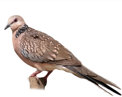Eastern Spotted Dove - Spotted Dove (400x400), Png Download
