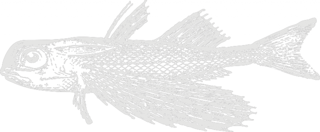 Gurnard - Illustration (1024x422), Png Download