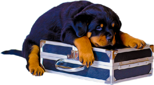 Animals Clipart Png,cartoon Animals Png,cute Animal - Dog (658x353), Png Download