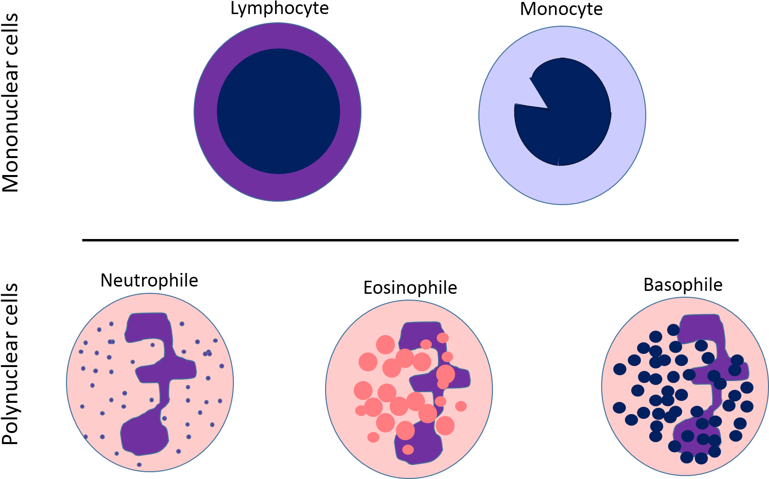 White Blood Cells Chart - White Blood Cells Lymphocytes Diagram (1623x1024), Png Download