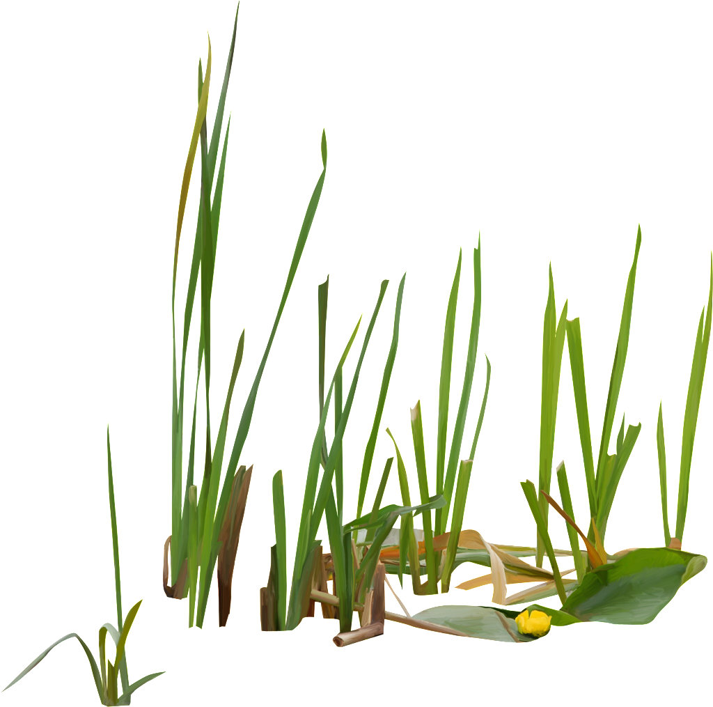 Green Flowers And Plants In Growing Png - Swamp Grass Png (1024x1015), Png Download