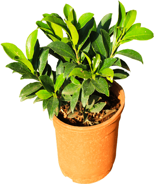 If You Like This Template And Want To Use Them, Please - Flowerpot (600x720), Png Download