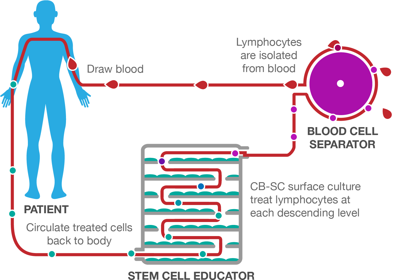 Stem Cell Educator Therapy Process - Stem Cell Educator Therapy Diabetes (1339x972), Png Download