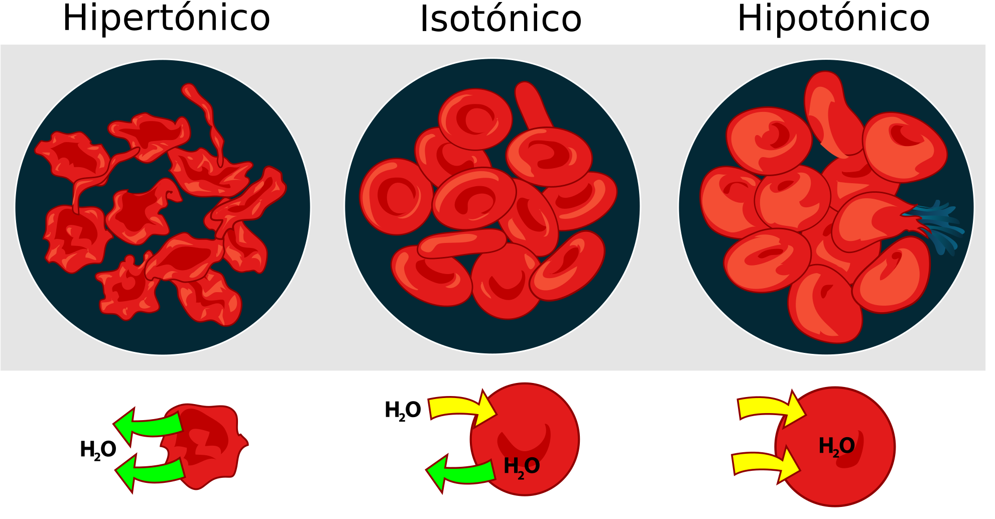 Open - Hypertonic Hypotonic Isotonic (2000x1049), Png Download