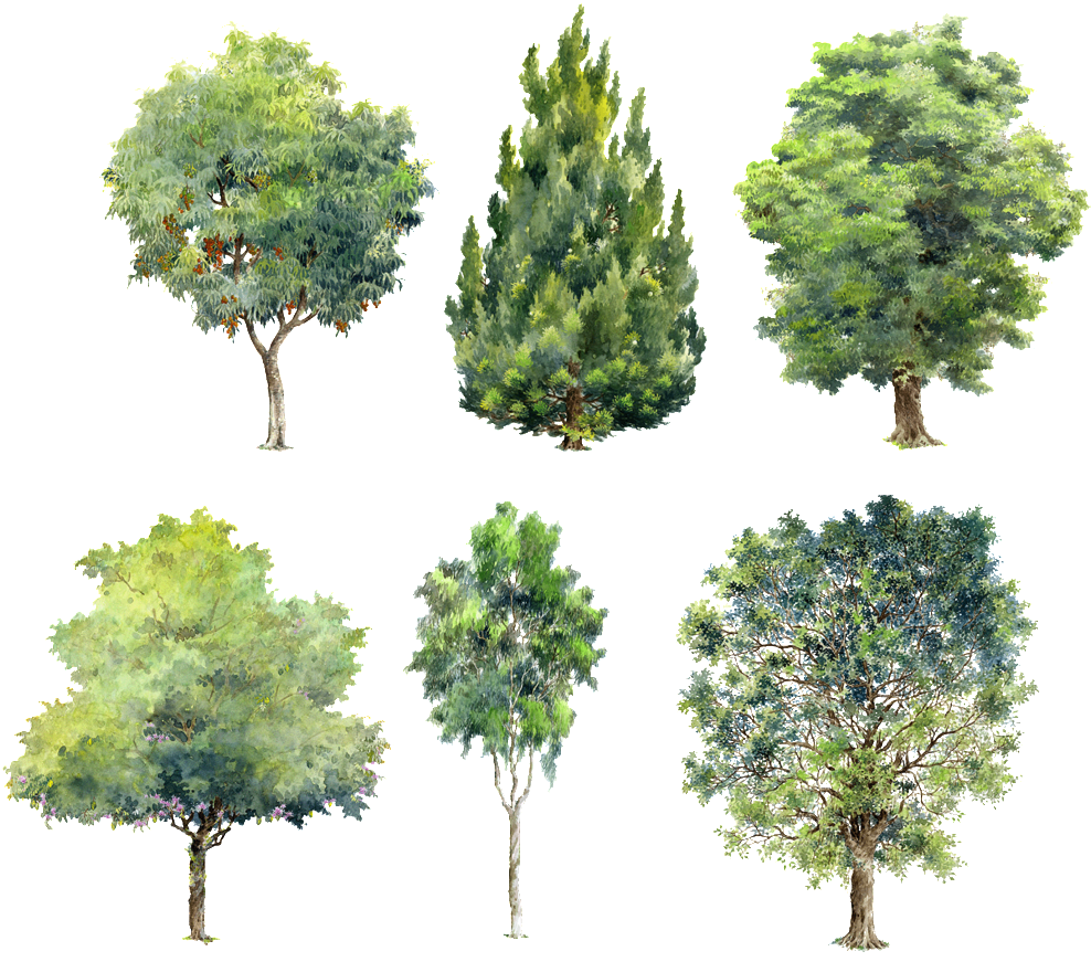 Trees Green Plants Beautiful Hand Painted Png - Watercolor Trees For Photoshop (1024x1024), Png Download