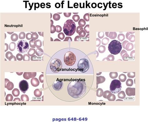 White Blood Cells Protect Against Disease - Granulocytes And Agranulocytes Of Wbc (500x414), Png Download