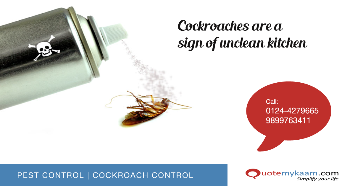 Remedies To Remove Cockroaches From Kitchen - Remedy To Get Rid Of Cockroaches (1200x630), Png Download