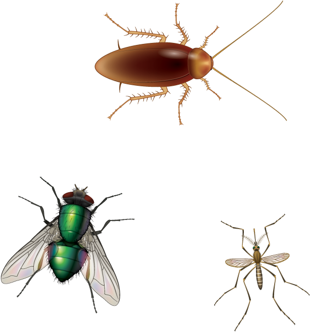 House Fly (800x800), Png Download