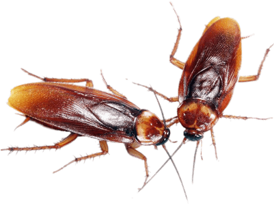 A Couple Of Cockroaches - Cockroaches Control (400x400), Png Download