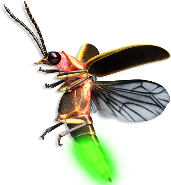 February 9, 2015 Helios Labs After Our Visit With Dr - Firefly Insect Flying (600x600), Png Download