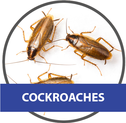 Small Cockroach (500x500), Png Download