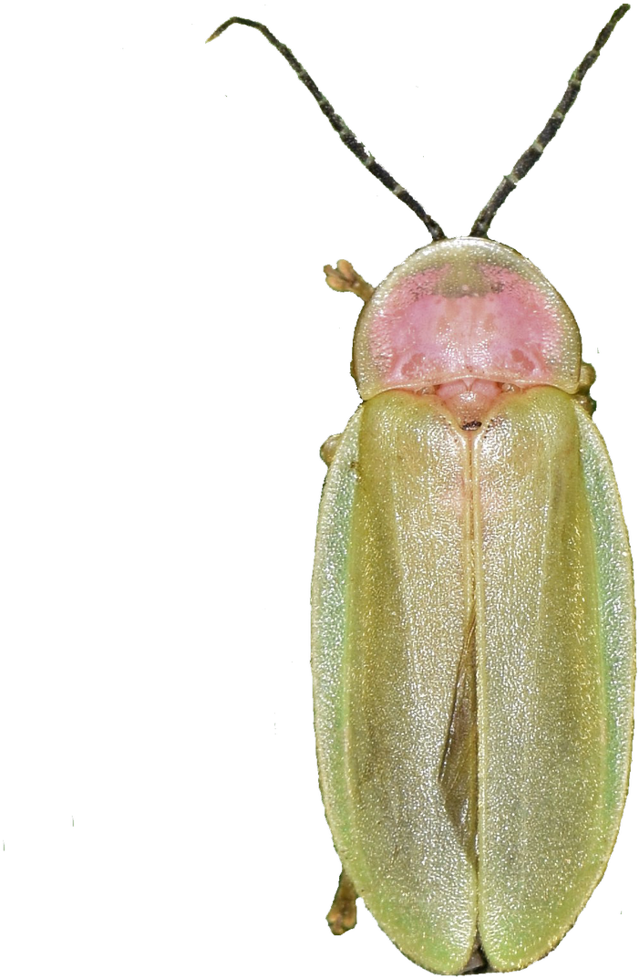 Oliver Keller This - Soldier Beetle (1029x1200), Png Download