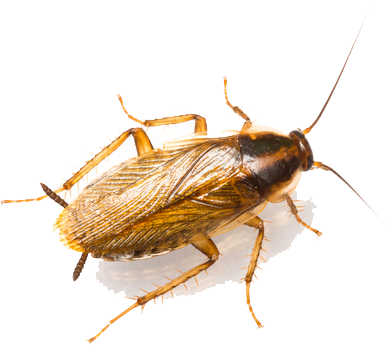 German Cockroaches - - House Roaches (389x347), Png Download
