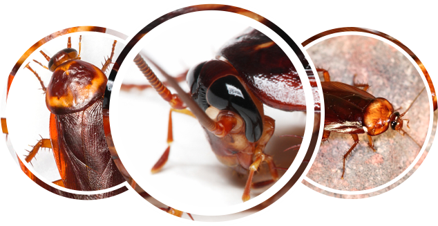 Cockroaches - Cockroach Head (634x327), Png Download