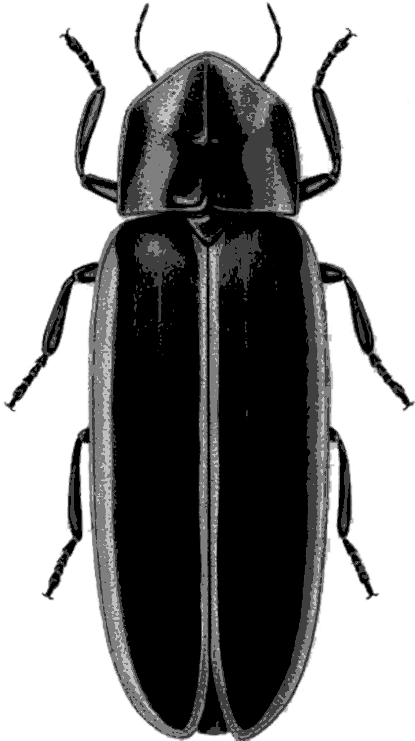 9-firefly - Lampyridae (2362x2362), Png Download