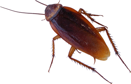 Cockroach Removal Service - 5 Insects (450x281), Png Download