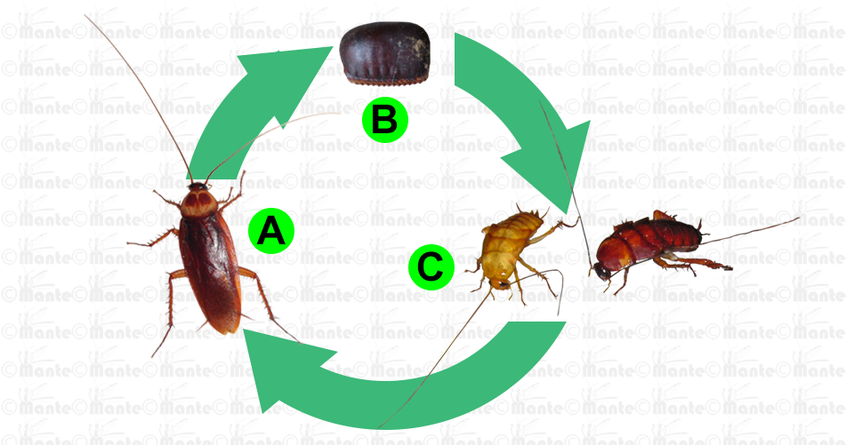 Adult Adult Cockroach Has Two Pair Of Wings Folded - Biology (960x500), Png Download