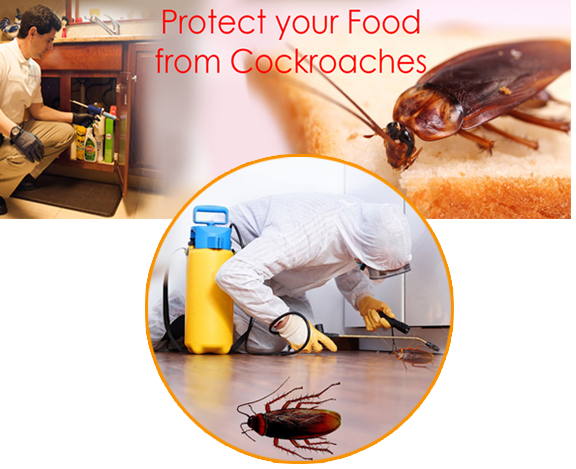 Cockroach And Ants Control - Weevil (576x469), Png Download