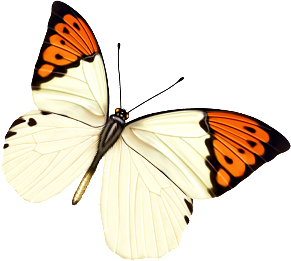 Hd Beautiful Colorful Butterfly Png - Livegallery 24 Pcs Removable Cute Double-deck Beautiful (1024x1024), Png Download
