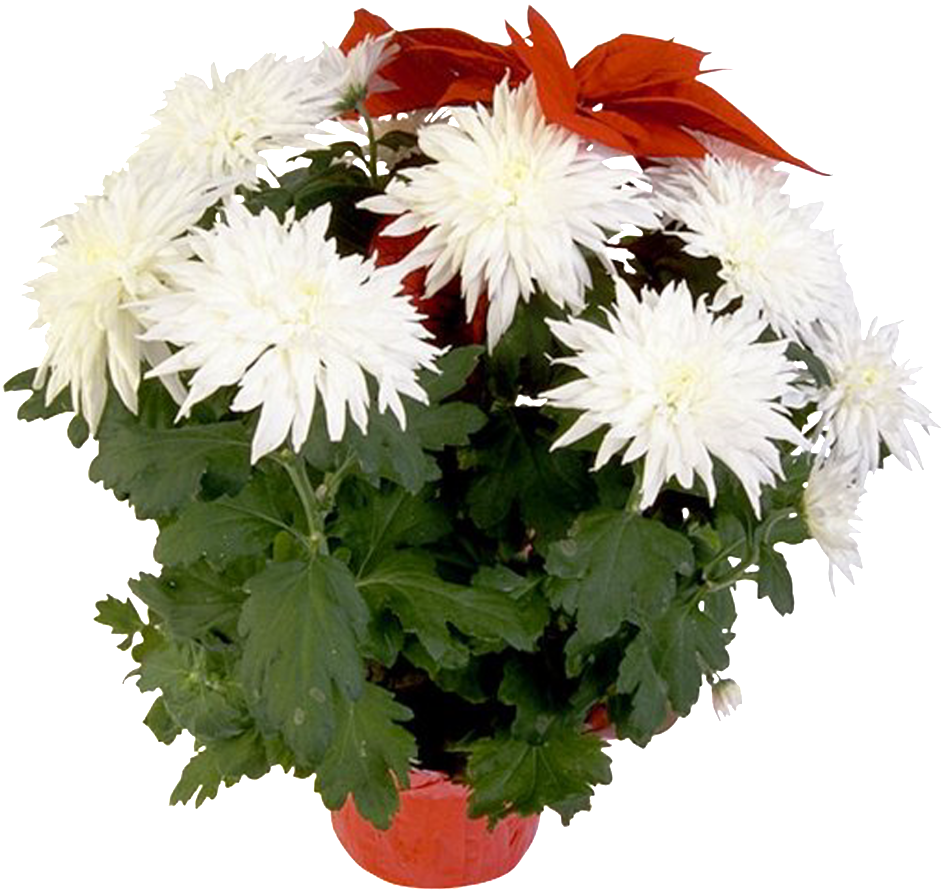 Beautiful Potted Flower - Flower (1024x1024), Png Download