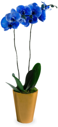 Blue Orchid (480x480), Png Download