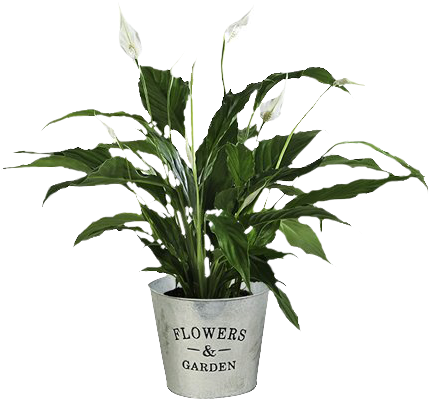 Precio De Una Planta (480x480), Png Download