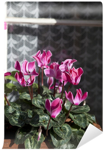 Potted Plants Of Cyclamen With Flowers In Pink Colors - Color (400x400), Png Download