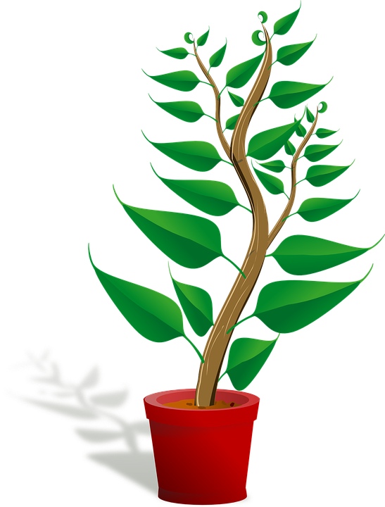 Seedling, Potted Plant, Sapling, Plant, Growing, Growth - Getting To Know Plants (547x720), Png Download