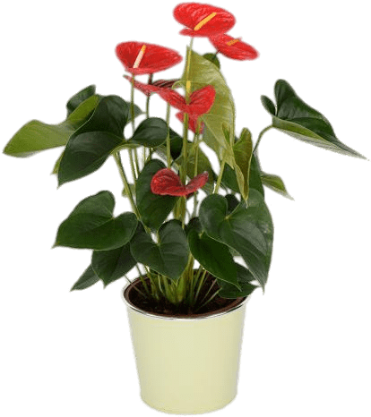 Potted Red Anthurium - Flower (500x500), Png Download