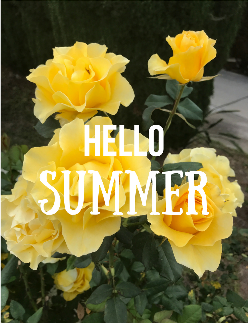 21 Jun - Hybrid Tea Rose (1080x1080), Png Download