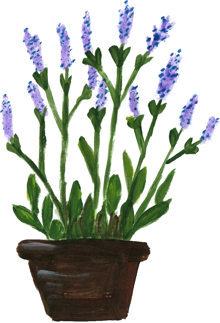 Flower Pots With Flowers Png Potted Flower Png - Lavanda En Maceta Dibujo (746x1094), Png Download