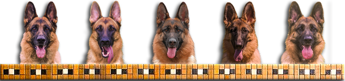 German Shepherd Banner (1200x284), Png Download