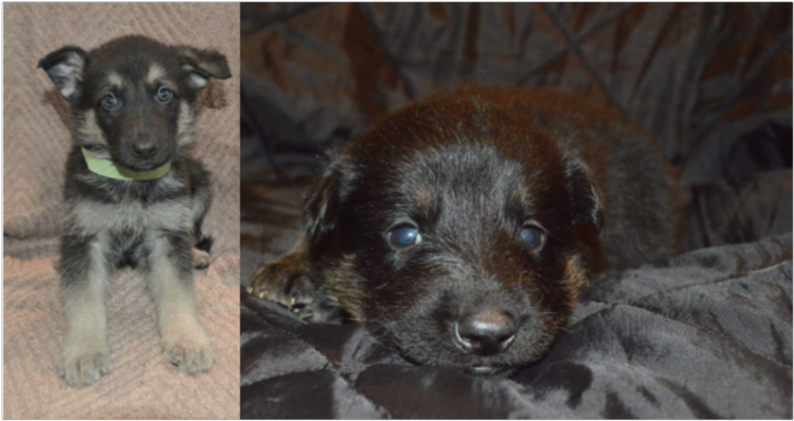 Gs Puppies - Family (986x555), Png Download