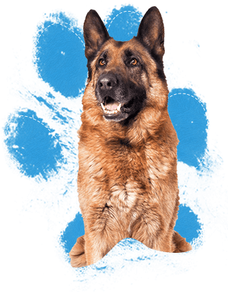 These Dogs Are Very Intelligent And Highly Motivated - Real Dog Paw Print (332x425), Png Download