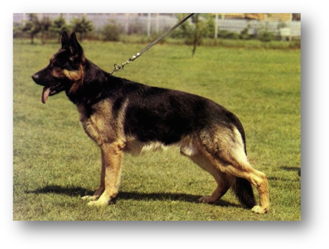 Picture - Curved Back German Shepherd (686x523), Png Download