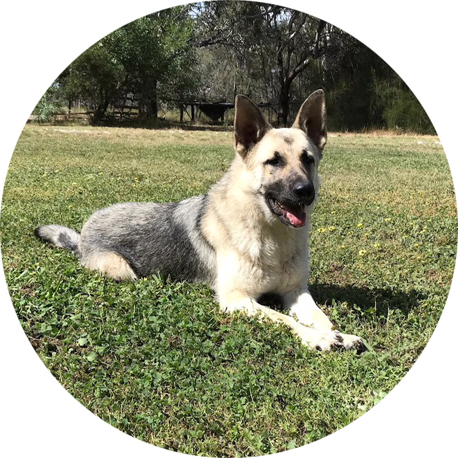 Delta - Old German Shepherd Dog (662x662), Png Download