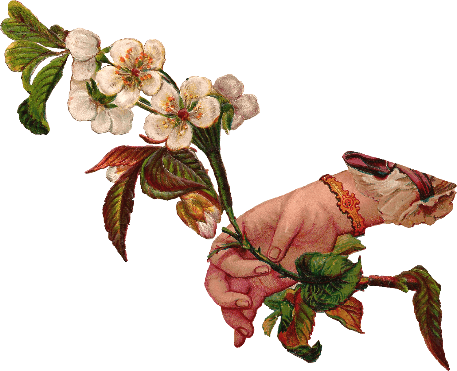 Hand Giving Flowers - Vintage Plant Illustrations Transparent (1600x1319), Png Download