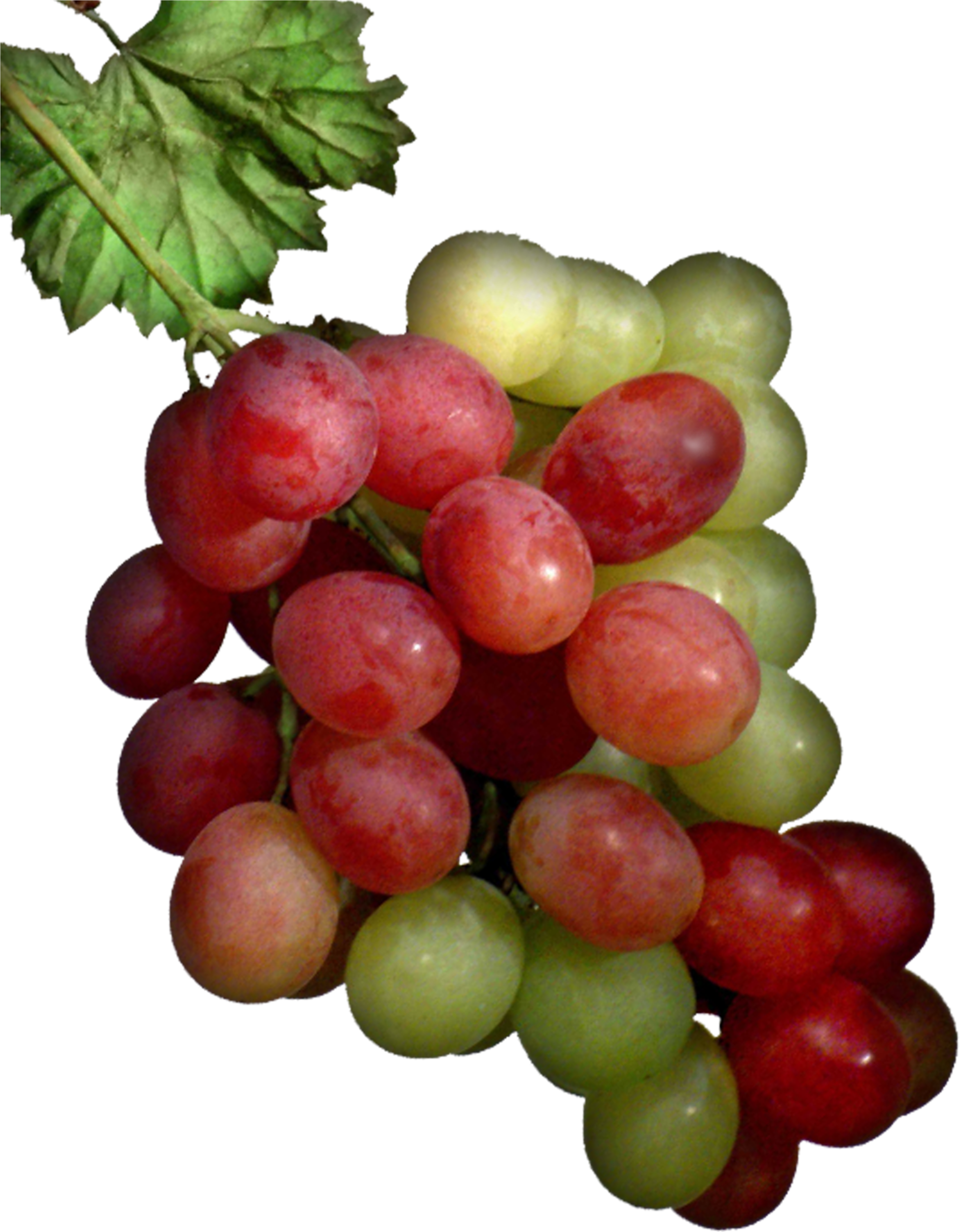 Helps To Improve Calcium Retention In Bone And Reduce - Sultana (3653x4634), Png Download