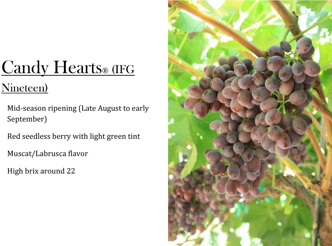 Candy Hearts Grapes - Grape (1100x790), Png Download