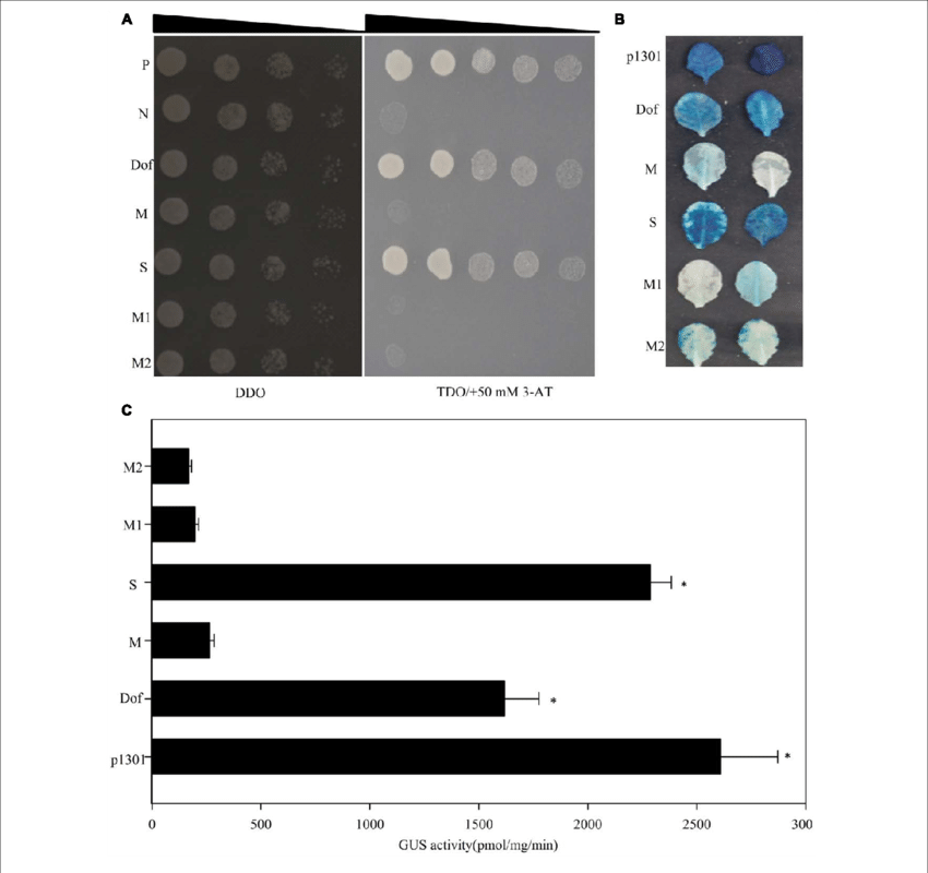 Yeast One Hybrid Analyses Of Upstream Regulators Of - .org (850x800), Png Download