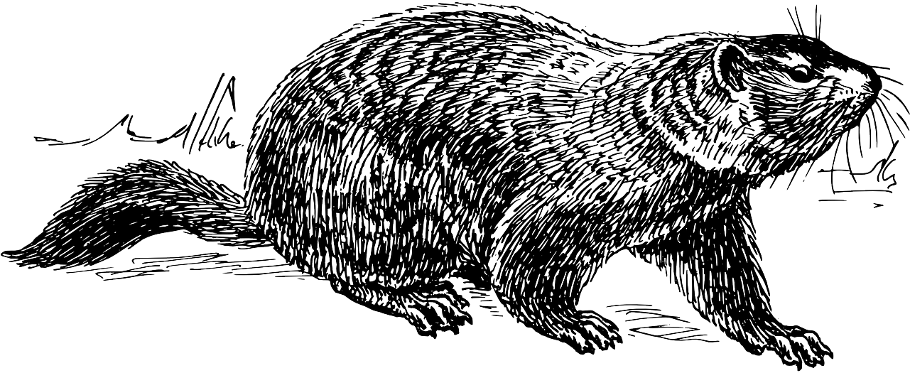 Today Is Groundhog Day - Free Black And White Clipart Groundhog (1280x640), Png Download